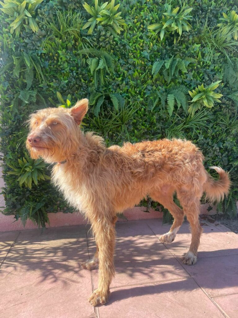 Cesar