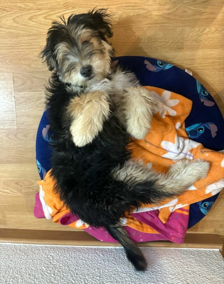 Camilo