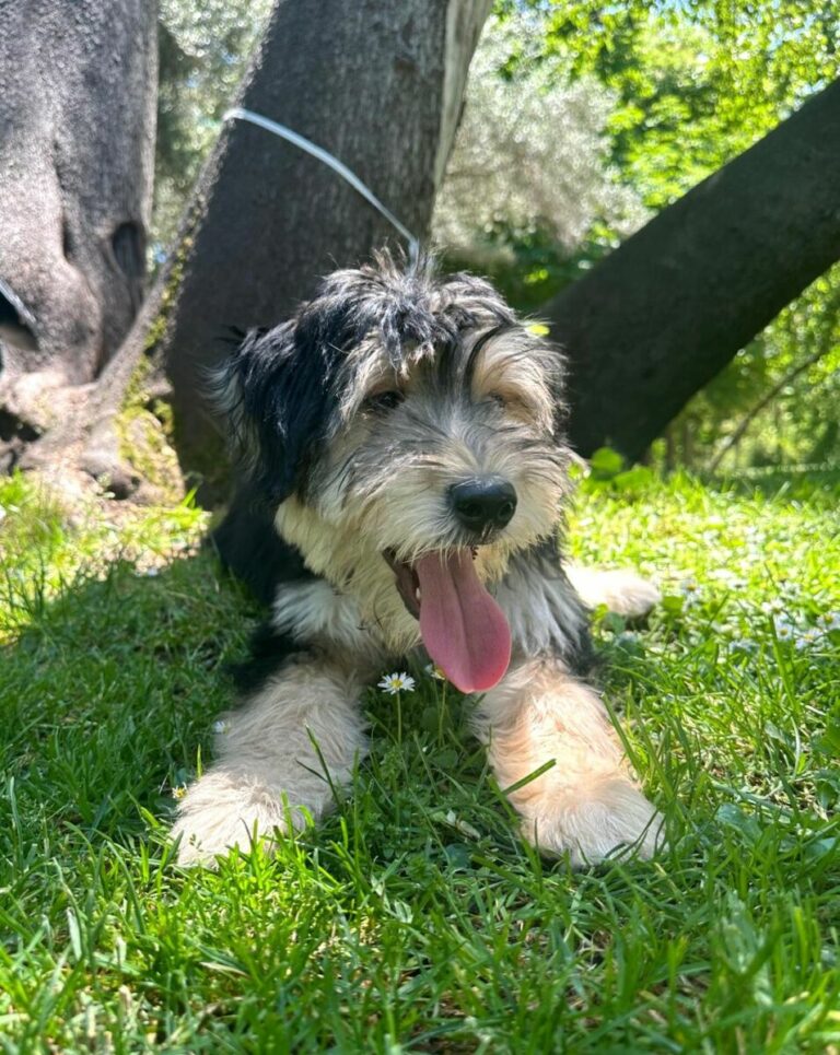 Camilo