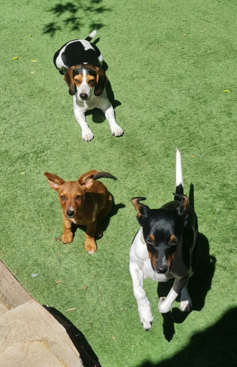 Triki