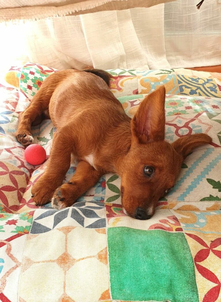 Triki