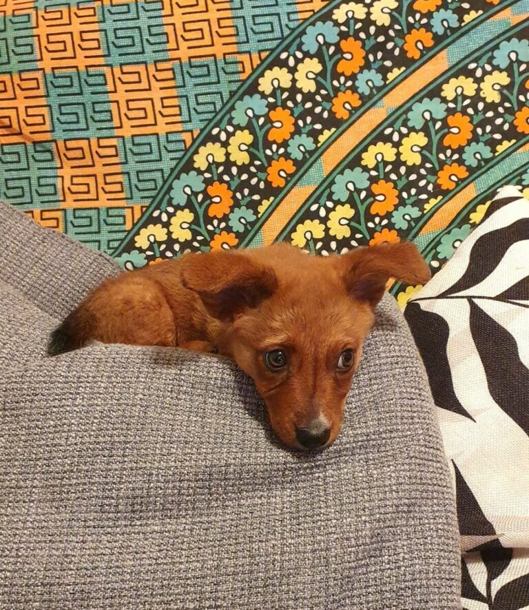 Triki