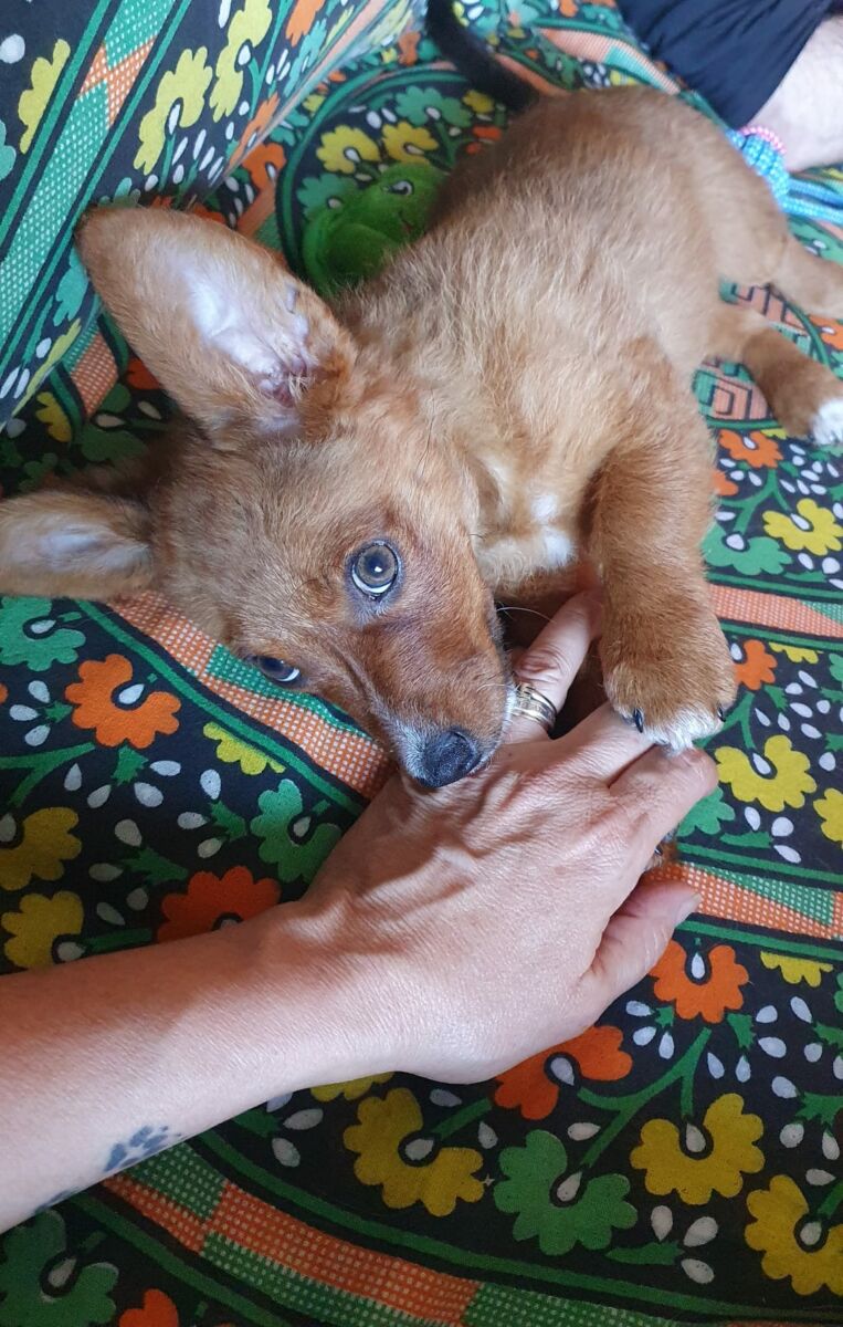 Triki