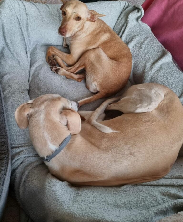 Sierra (jetzt Frida)