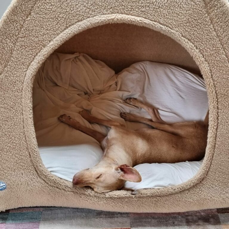 Sierra (jetzt Frida)