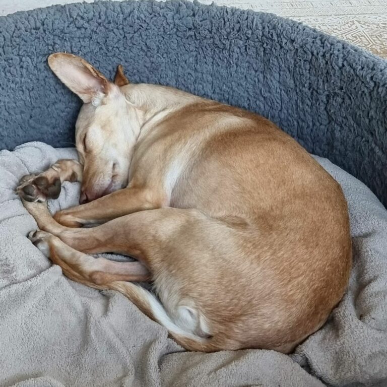 Sierra (jetzt Frida)