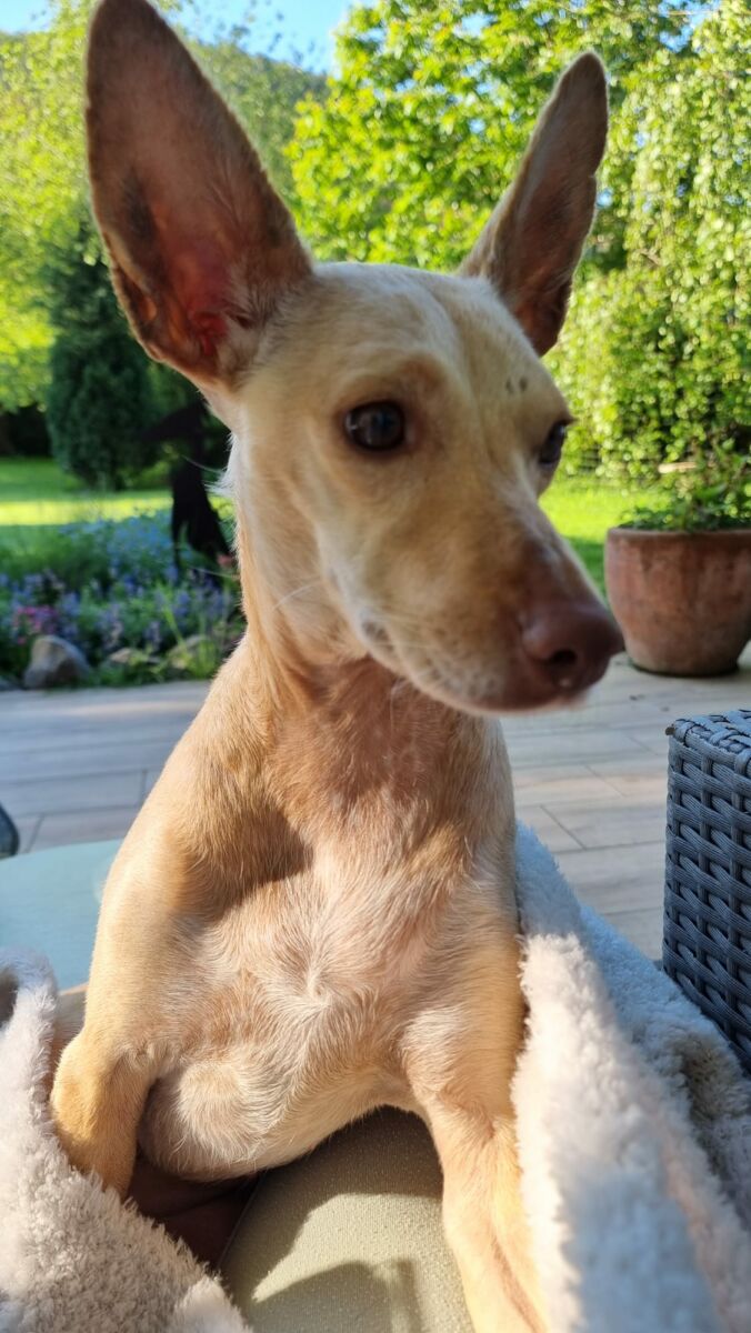Sierra (jetzt Frida)