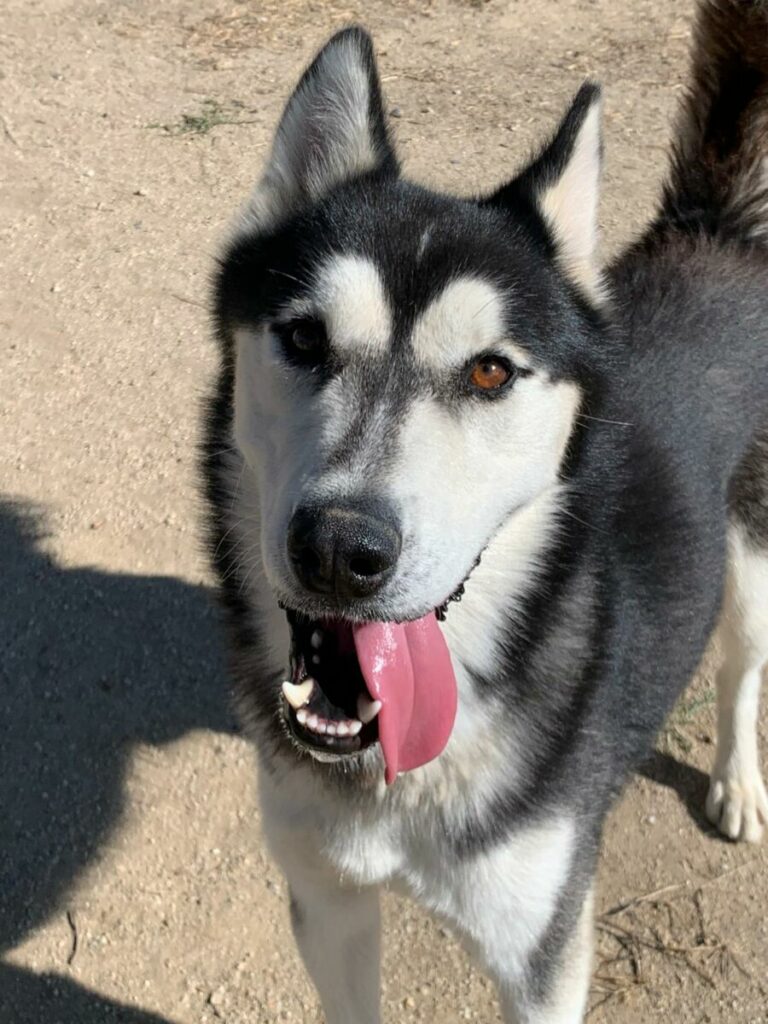 Jack