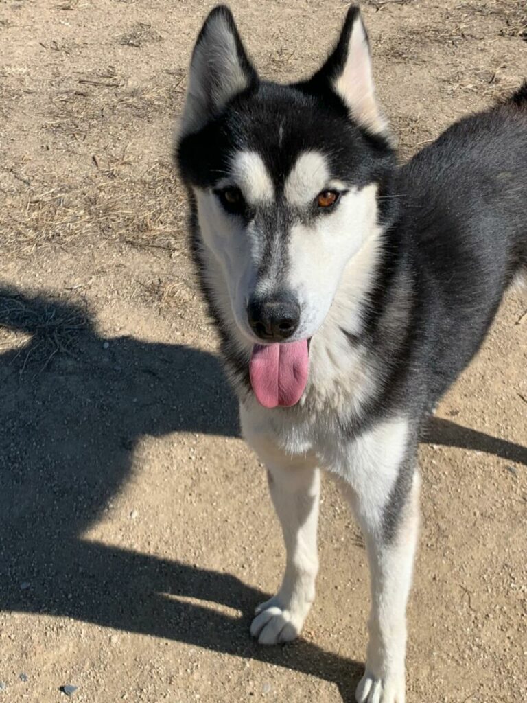 Jack