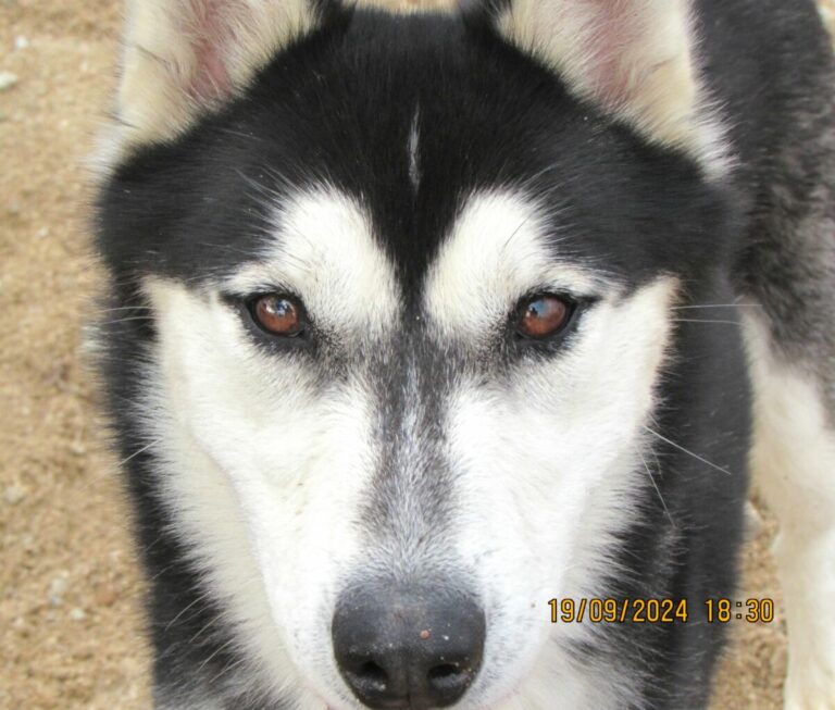 Jack