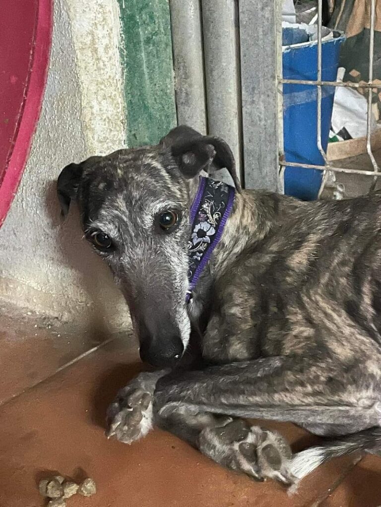 Kali