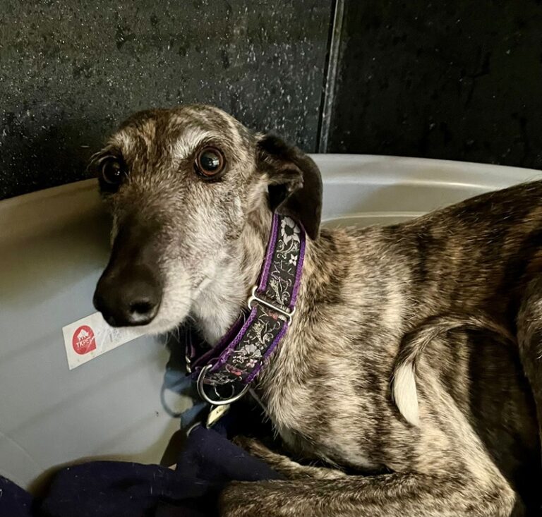 Kali