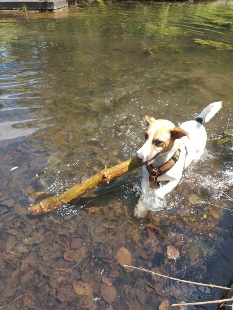 Max