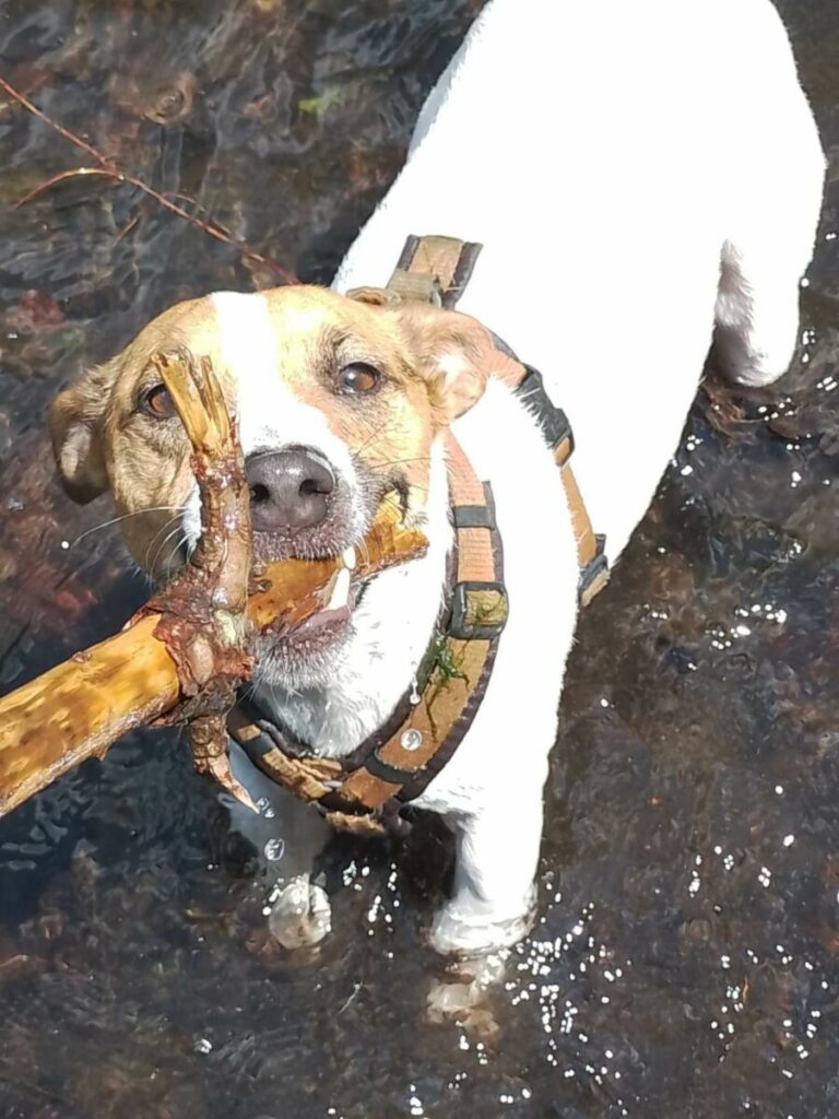 Max