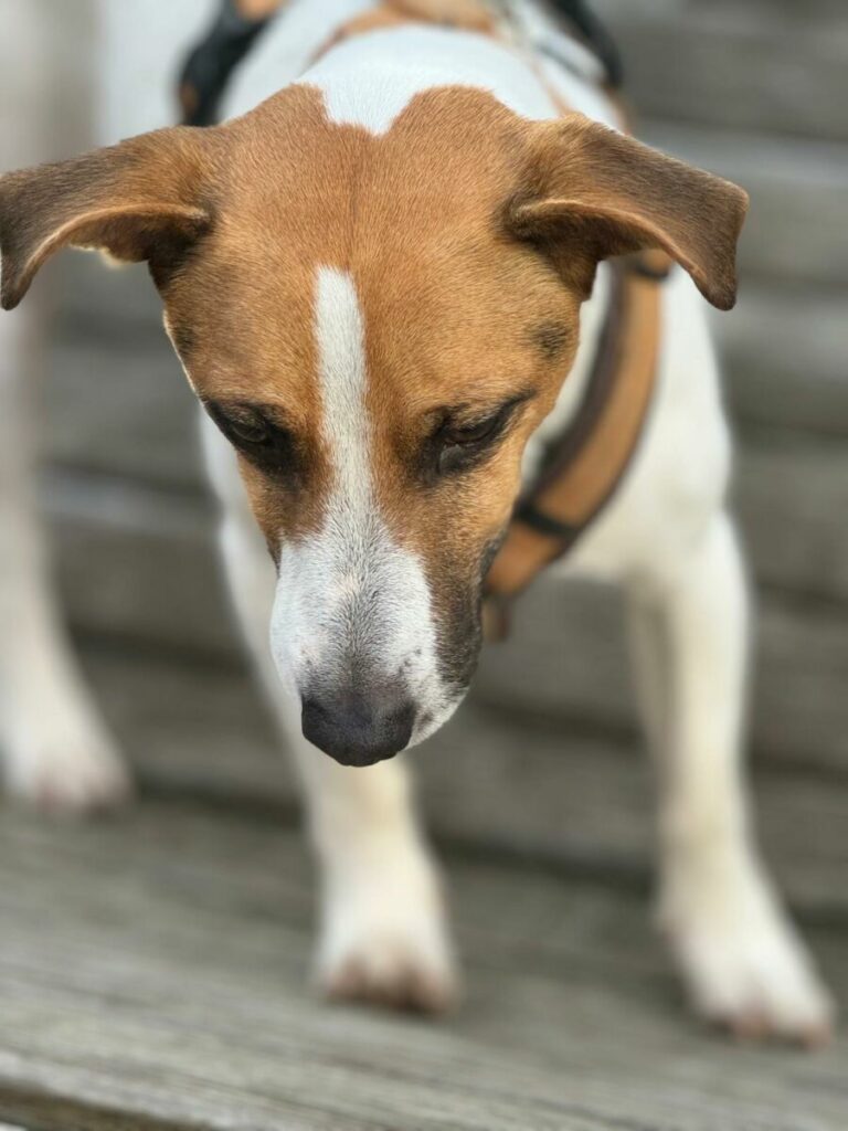 Max