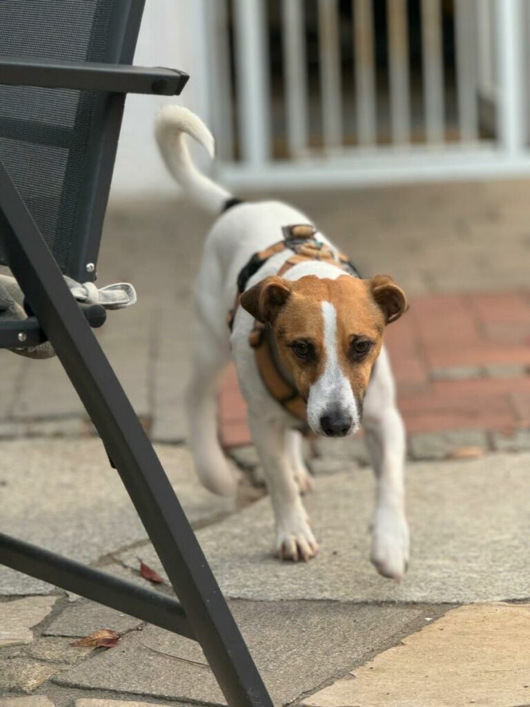 Max