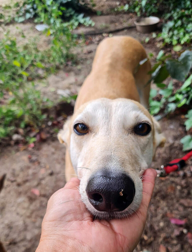 Coco