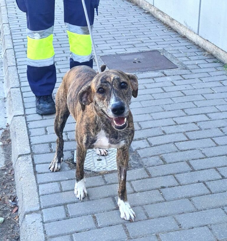 Zorba