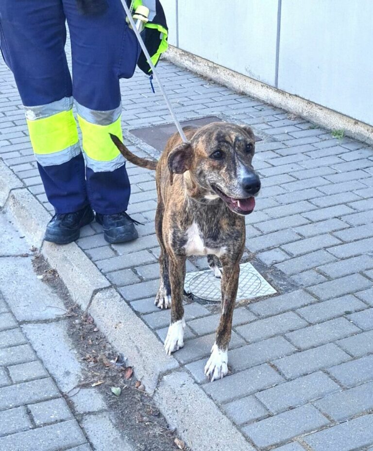Zorba
