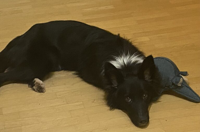 Hikita (jetzt Ivy)