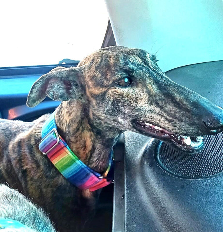 Tija