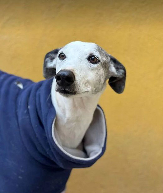 Inocencio