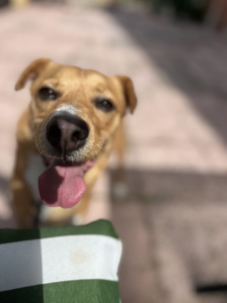 DORI