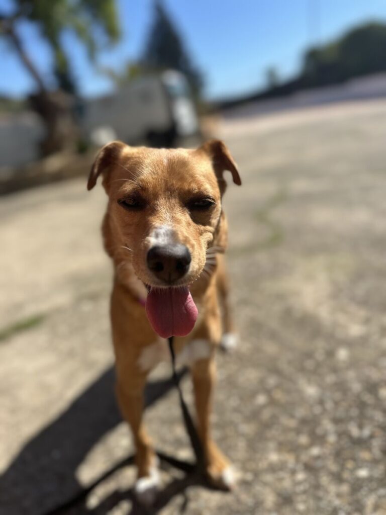 DORI