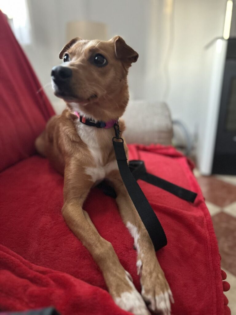 DORI