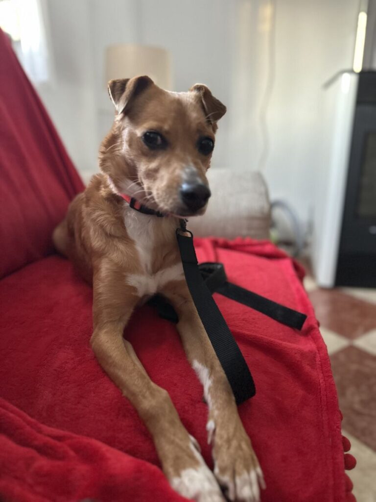 DORI
