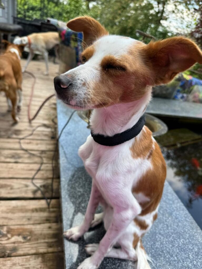 AMY