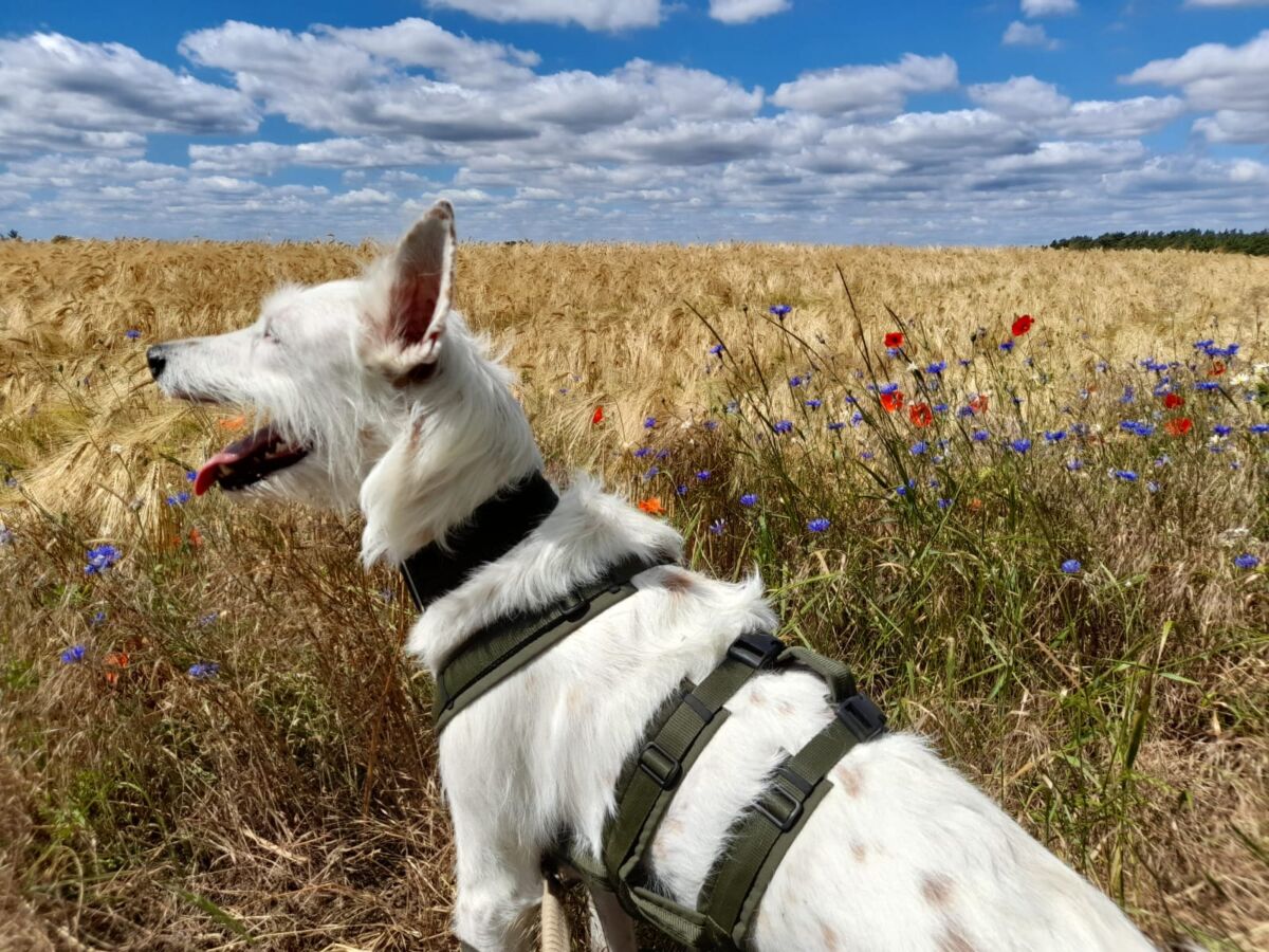 Ein weißer Podenco Campanero blickt über ein Getreidefeld mit vereinzelten Mohnblumen.