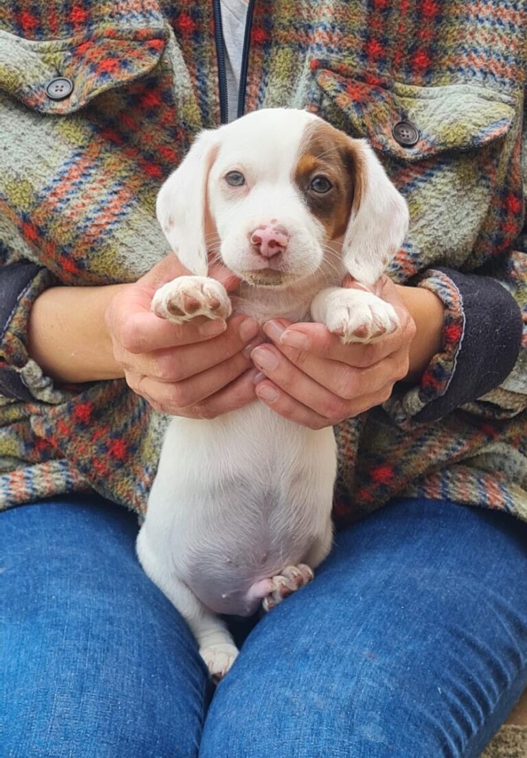CARLOS