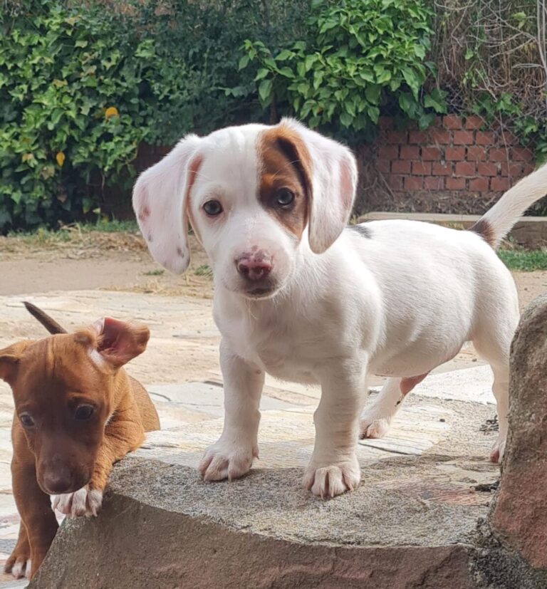 CARLOS